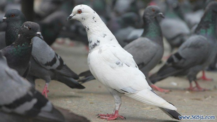 Burung merpati